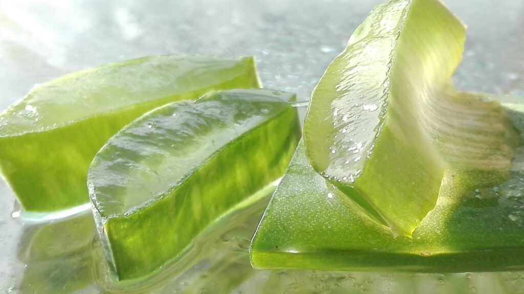 Aloe Vera Heilpflanze