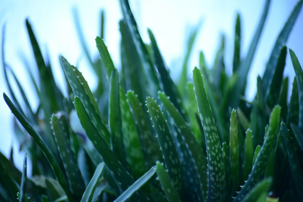 Aloe Vera Pflanze