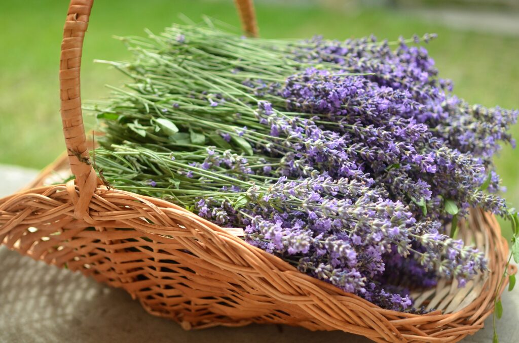 winterharter lavendel rauchen kann man essen blomst minisassa